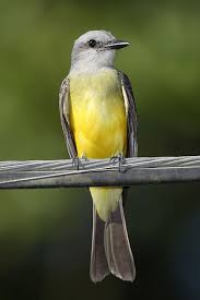 Birds Of Southern Arizona Book Tropical Kingbird Arizona Birds Birds Backyard Birds