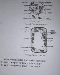Is a bacterium larger or smaller than an animal cell? Activity 3 Cell Tourdirections Study Closely Figures 2 And 3 These Are Diagrammatic Presentations Brainly Ph