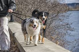Socializing your australian shepherd socializing means training your australian shepherd to get along politely with strangers and other animals. Training An Australian Shepherd To Walk On A Leash