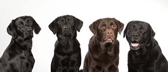 Intelligent, loyal, and family friendly: English Vs American Labrador Labrador Central