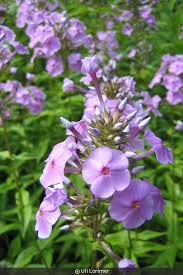 Image result for Phlox paniculata