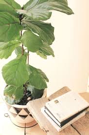 Check spelling or type a new query. Fiddle Leaf Fig Update Fertilizing Staking Spider Mites And Repotting