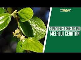 Cara Tanam Pokok Bidara Keratan Batang