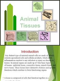 We did not find results for: Animal Tissue Epithelium Tissue Biology