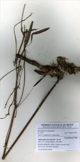 Image result for Sphenostylis