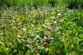 Image result for Bergia capensis