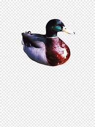 Bebek mempunyai tubuh berlekuk, lebar serta mempunyai leher tahap 8. Mallard Bebek Telur Asin Bebek Peking Burung Bebek Berwarna Warni Warna Splash Hewan Png Pngegg