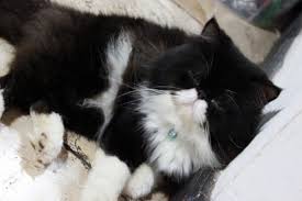 Karakteristiknya memiliki mata berwarna biru, bulu berwarna putih, dan. Foto Kucing Persia Warna Hitam Putih