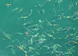 Take a tour around mu ko ang thong national marine park, a reserve offering great marine activities for visitors of all skills and interests. Ang Thong National Marine Park The Best Koh Samui Day Trip You Can T Afford To Miss Yoga Wine Travel