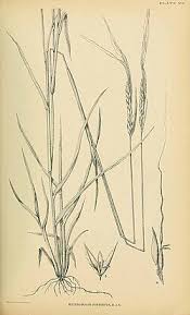 Image result for Heteropogon melanocarpus