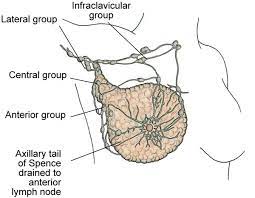 Axillary Lymph Nodes Lymph Nodes Cancer Nclex