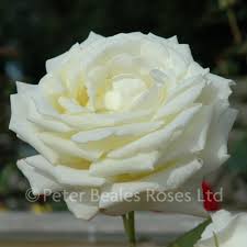 Maybe you would like to learn more about one of these? Silver Anniversary Bush Rose Peter Beales Roses The World Leaders In Shrub Climbing Rambling And Standard Classic Roses