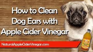 There are many products available to help you clean your dog's ears. Home Remedies For Cleaning Dogs Ears Online