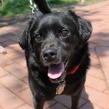 Look at pictures of chihuahua puppies who need a home. 88 Black Chihuahua Mix L2sanpiero