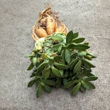 Image result for Monadenium lugardiae