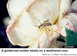 The goldenrod soldier beetle or pennsylvania leatherwing (chauliognathus pensylvanicus) is a species of soldier beetle (cantharidae). Goldenrod Soldier Beetle Nc State Extension Publications