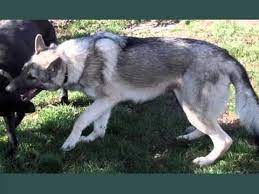 Maybe you would like to learn more about one of these? Set Of Useful Picture Ideas Of Silver Sable German Shepherd Puppies Youtube