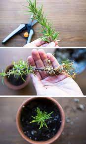 Grow Plants For Free How To Propagate Rosemary From Cuttings Motanu Garden Xyz Propagating Plants Growing Rosemary Growing Plants