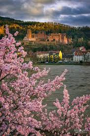 Finally Spring Is Here Like Yesterday In Heidelberg Heidelberg Fruhling Wurttemberg