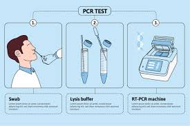 Affordable and search from millions of royalty free images, photos and vectors. Free Vector How Pcr Test Works