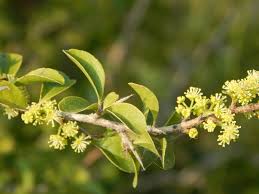 Image result for Flacourtia indica