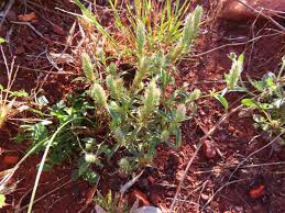 Image result for Lipocarpha rehmannii