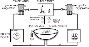 Male skeletal, muscles and internal organs diagram. Metabolic Profiling During Ex Vivo Machine Perfusion Of The Human Liver Scientific Reports
