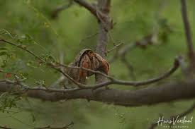 Image result for Crabbea coerulea