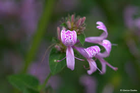 Image result for Hypoestes aristata