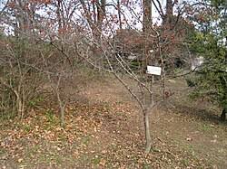 Image result for Diospyros truncatifolia