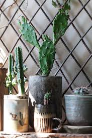 I've heard so many different answers. Dormancy In Succulents Homestead Brooklyn