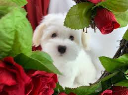 3 months old lovely pure breed havanese puppies. Havanese Puppies For Sale In Michigan Adopt A Havanese