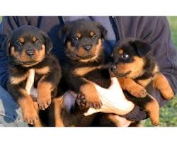 Sie möchten einen rottweiler welpen kaufen? Kostenlose Kleinanzeigen Verkaufen Und Kaufen Deutschland Hunde Germany Nordrhein Westfalen Rottweiler Welpen