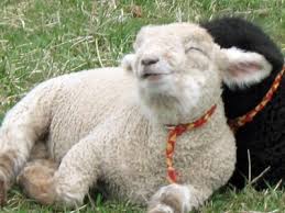 Babydoll Sheep For Sale Babydoll Southdown Sheep For Sale Babydoll Sheep Funny Sheep Baby Animals