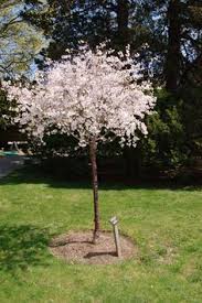 Maybe you would like to learn more about one of these? 7 Best Dwarf Trees Zone 5 Ideas Dwarf Trees Garden Trees Small Trees