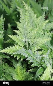 Image result for Selaginella vogelii