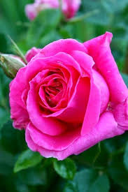 Rose Meanings Explained Hot Pink Roses Beautiful Roses Flowers