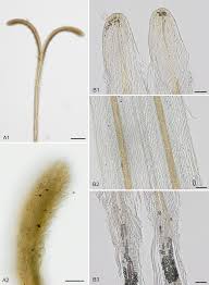 Image result for Calostephane divaricata