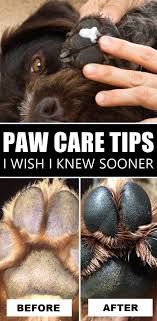 How To Care For Your Dog S Paws Dog Paw Care Dog Paws Paw Care