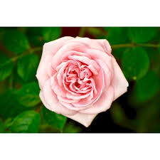 Download and use 10,000+ soccer ball stock photos for free. 30 Beautiful Rose Wallpapers For Flower Lovers Inspirationfeed