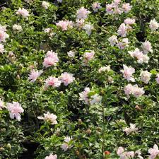 Image result for Hibiscus seineri