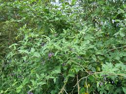 Image result for Solanum
