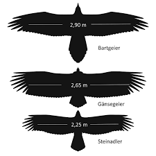 Mit einer körperlänge von bis zu 110 cm und einer flügelspannweite von bis zu 290 cm wird der bartgeier noch größer als der steinadler. Bartgeier Inventur Im Nationalpark Salzburg Orf At