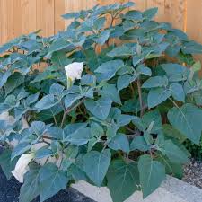 Image result for Datura inoxia