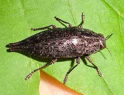 Image result for Dinebra caudata