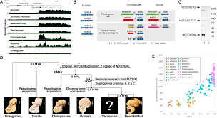 The software is still available to download from the google play store and in fact receives a large number of downloads. Human Specific Notch2nl Genes Affect Notch Signaling And Cortical Neurogenesis Cell