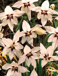 Image result for Gladiolus decoratus