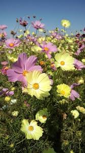 Pin On Yellow Flowers