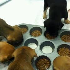 Pin By Harlie Nelson On The Dogs Puppy Litter Whelping Puppies Dog Whelping Box