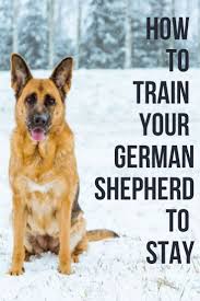 How To Train Your German Shepherd To Stay German Shepherd Training German Shepherd Puppies Training German Shepherd